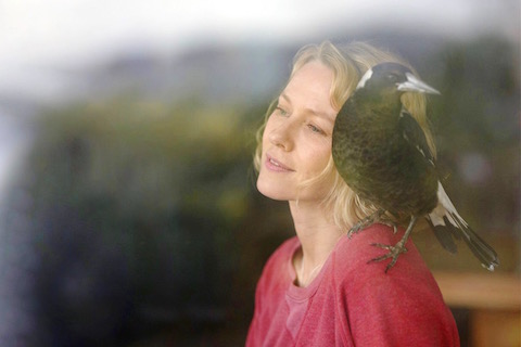 roadshow-IP NUMBER-Image-Background-rw-RW-PenguinBloom.jpg